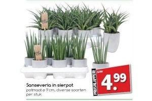 sanseveria in sierpot