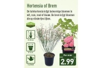 hortensia of brem