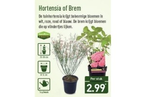 hortensia of brem