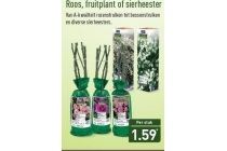 roos fruitplant of sierheester