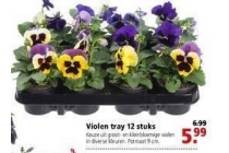 violen tray 12 stuks