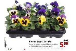 violen tray 12 stuks