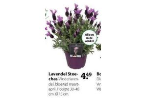 lavendel stoechas