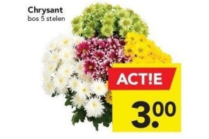 chrysant