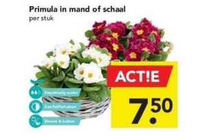 primula in maand of schaal