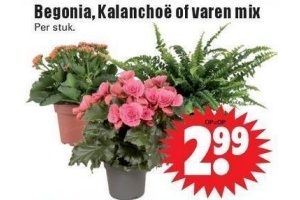 begonia kalanchoe of varen mix