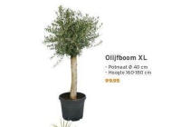 olijfboom xl