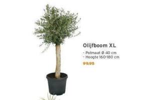 olijfboom xl