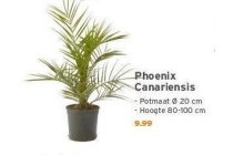 phoenix canariensis