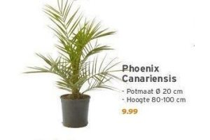 phoenix canariensis