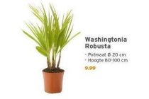 washingtonia robusta