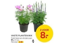 vaste planten mix