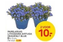 parelkruid lithodora diffusa heavenly blue