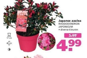 ranzijn japanse azalea