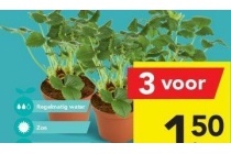 aardbeienplant