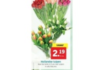 hollandse tulpen