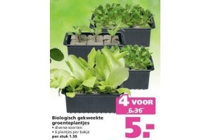 biologisch gekweekte groenteplantjes 6 pack ranzijn