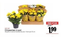 chrysanten in pot