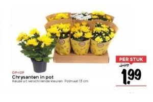 chrysanten in pot