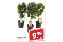 solanum op stam