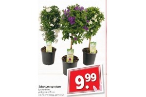 solanum op stam