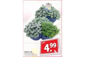 sedum trio