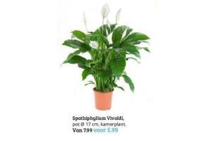 spathiphyllum vivaldi