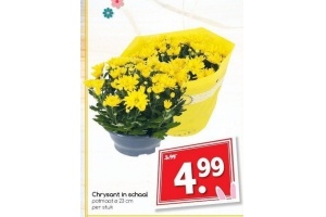 chrysant in schaal