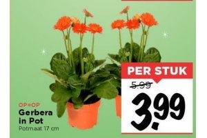 gerbera in pot