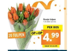 oranje tulpen