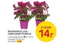 bougainvillea vera deep purple