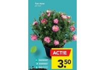 tuin aster