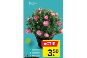 tuin aster