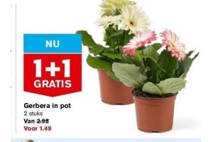 gerbera in pot