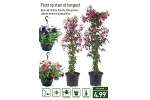 plant op stam of hangend