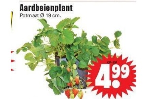 aardbeienplant