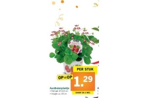 aardbeienplantje 1 stuks