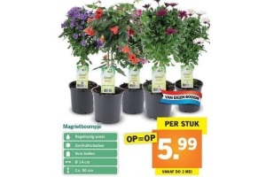 margrietboompje 1 stuks