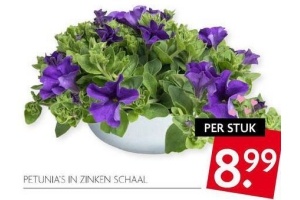 zinken schaal met petunia