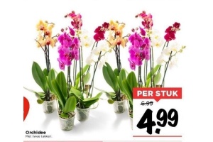 orchidee