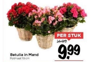 betulia in mand