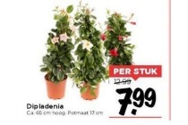 dipladenia potmaat 19 cm