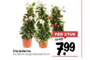 dipladenia potmaat 19 cm