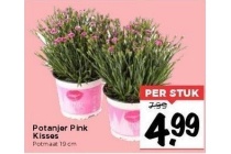 potanjer pink kisses potmaat 19 cm