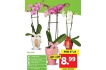 orchidee