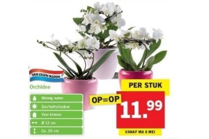 orchidee