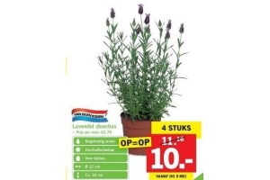 lavendel stoechas