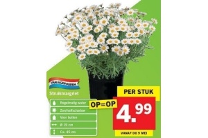 struikmargriet