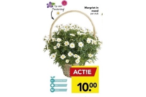 margriet in mand