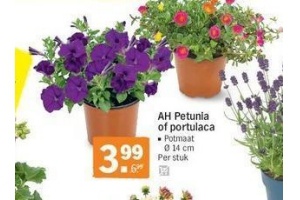 ah petunia en portulaca